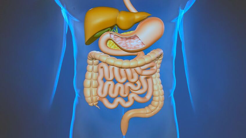 Enfermedades del sistema digestivo la causa del dolor debajo de los omóplatos