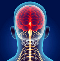 Representación de los canales nerviosos de la columna cervical.